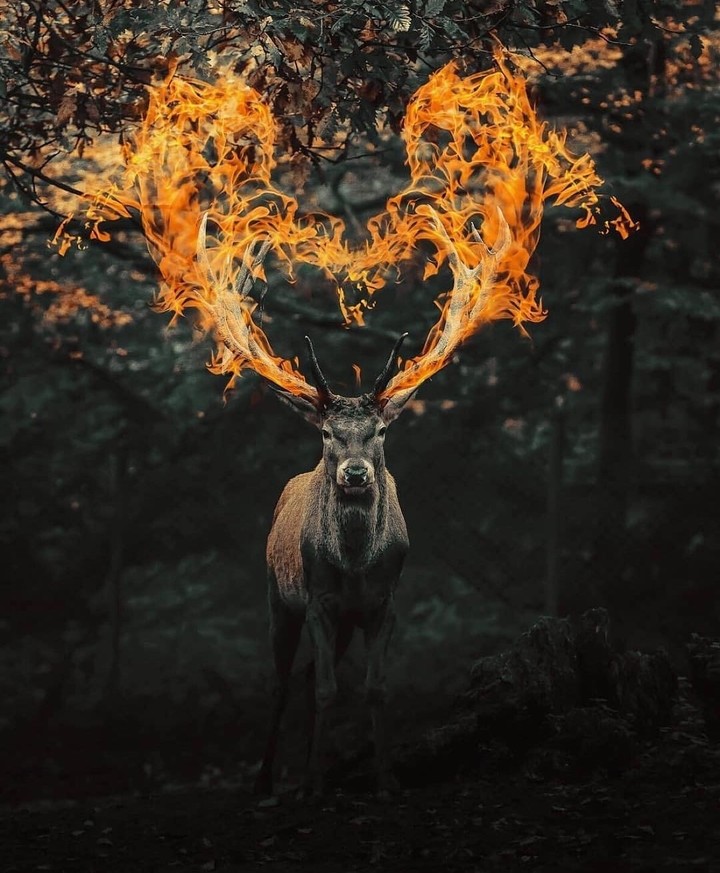 ✨