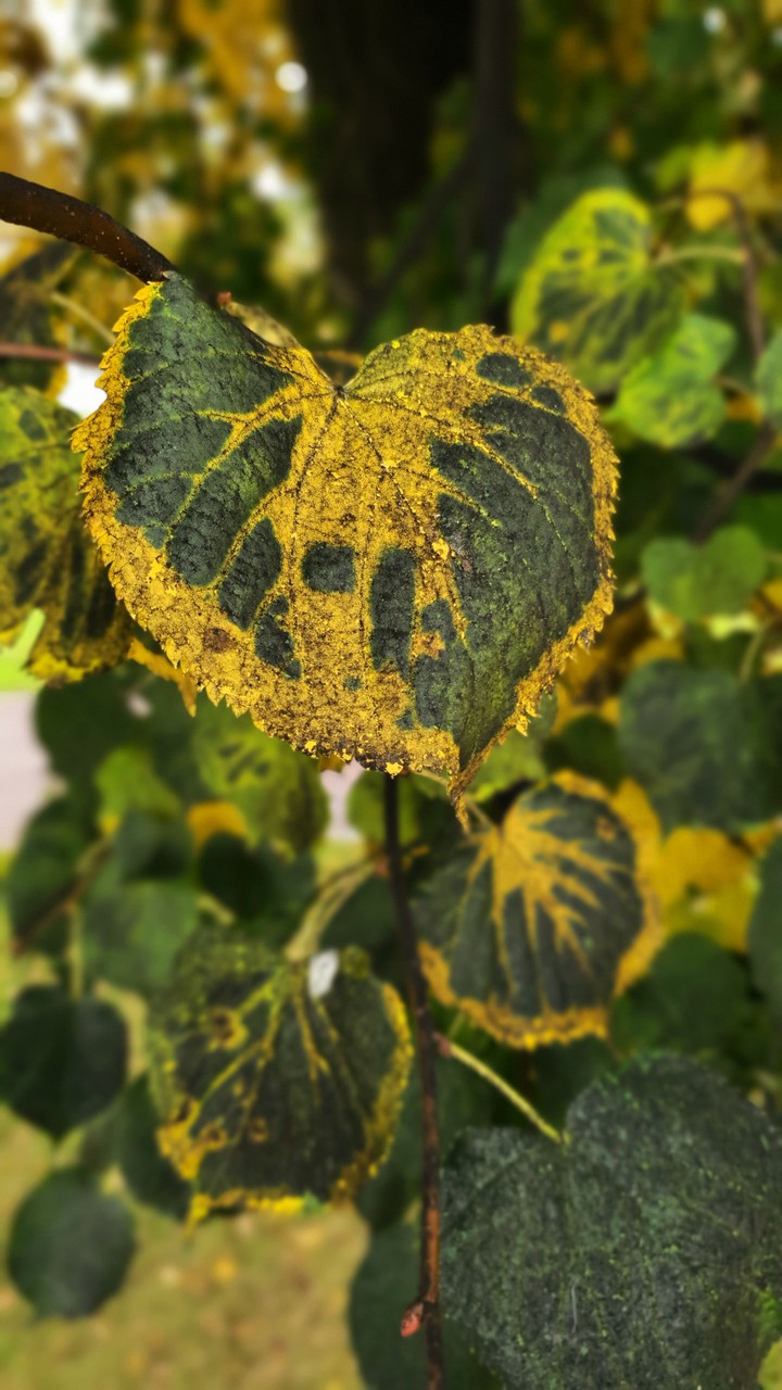 September linden