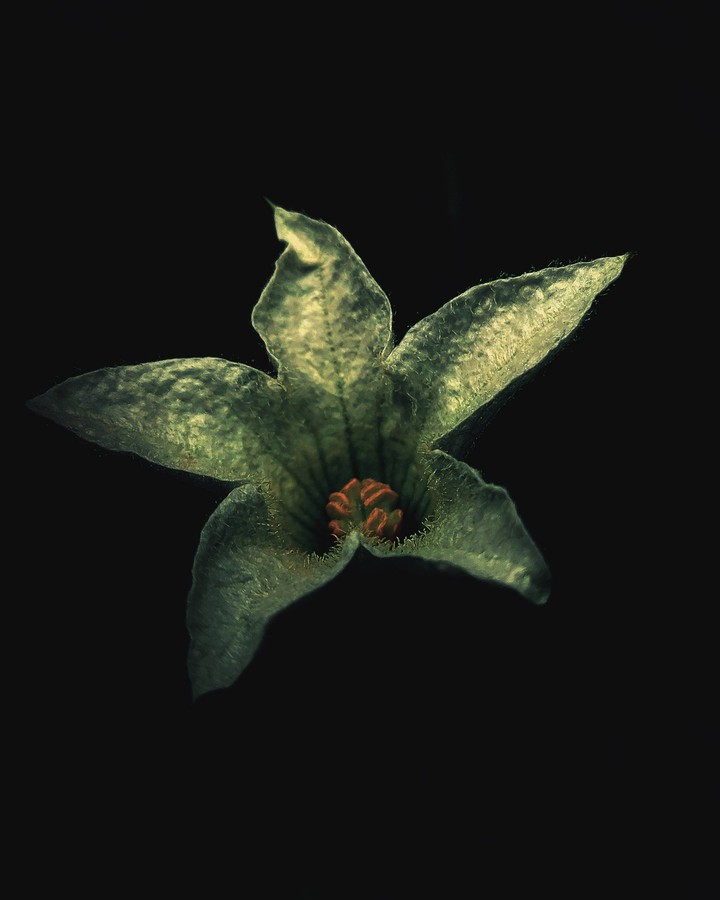 flowers with black