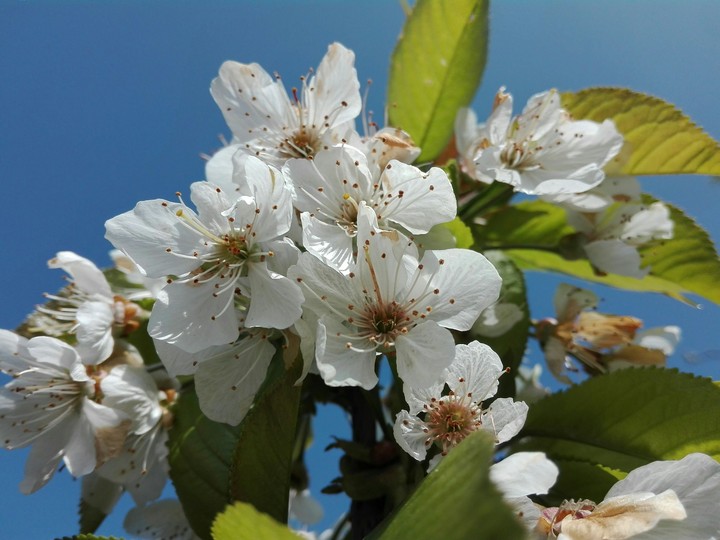 Kirschblüte
