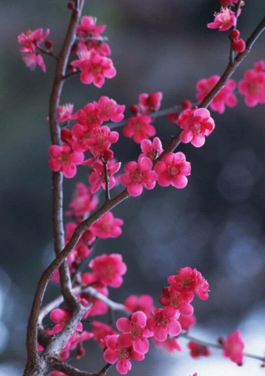 flower's