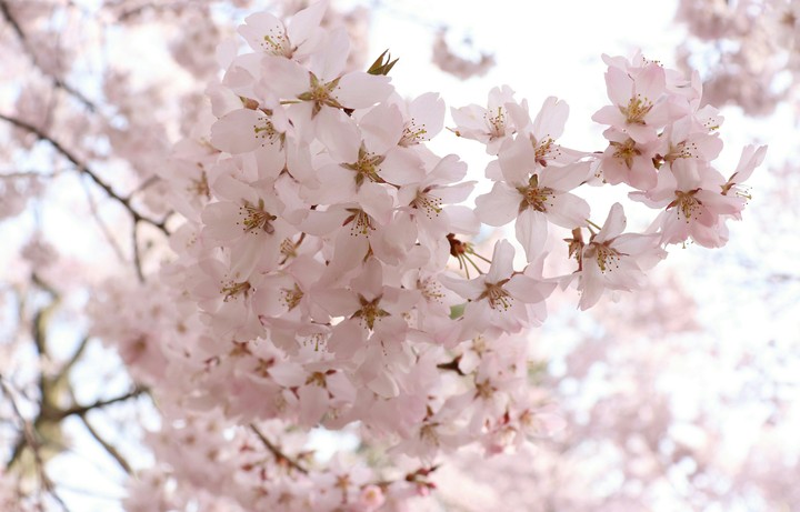 Sakura Flower