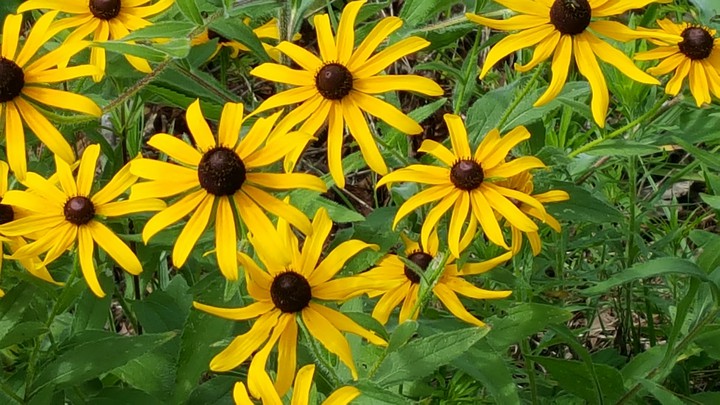 Black Eyed Susan