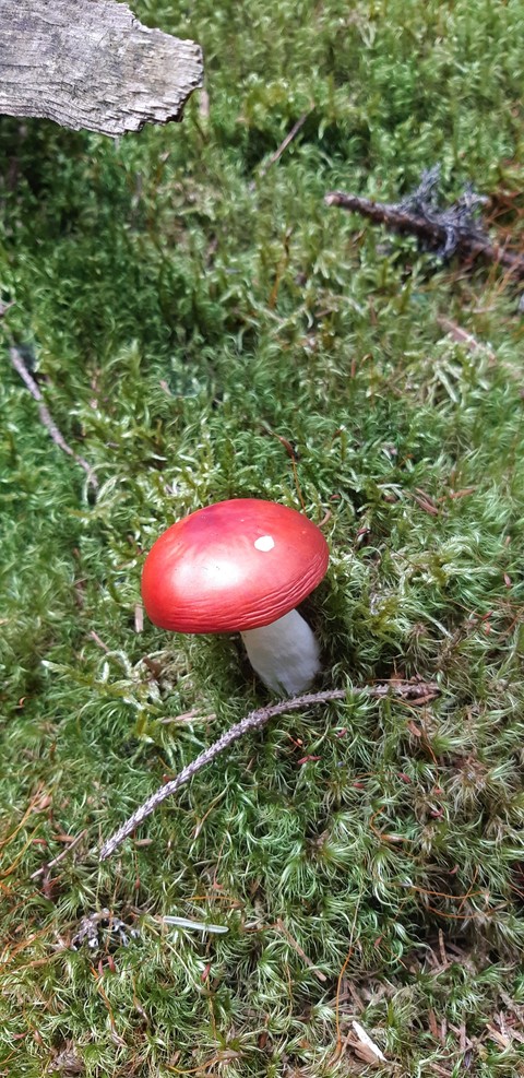 草坪, mushroom桌布