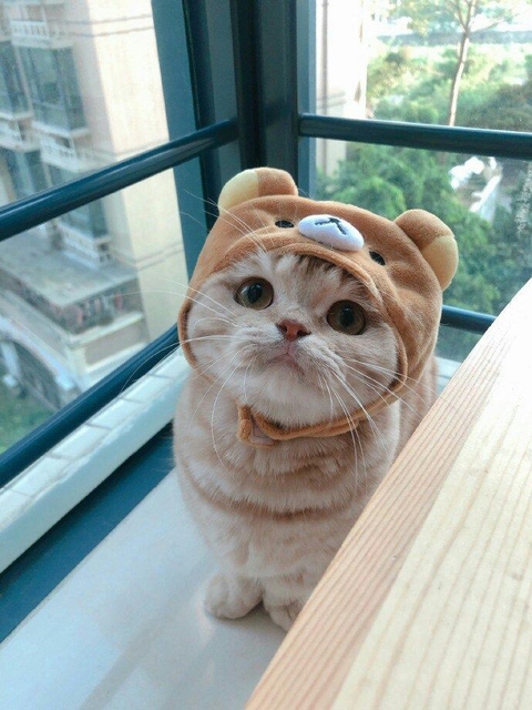 cute cat