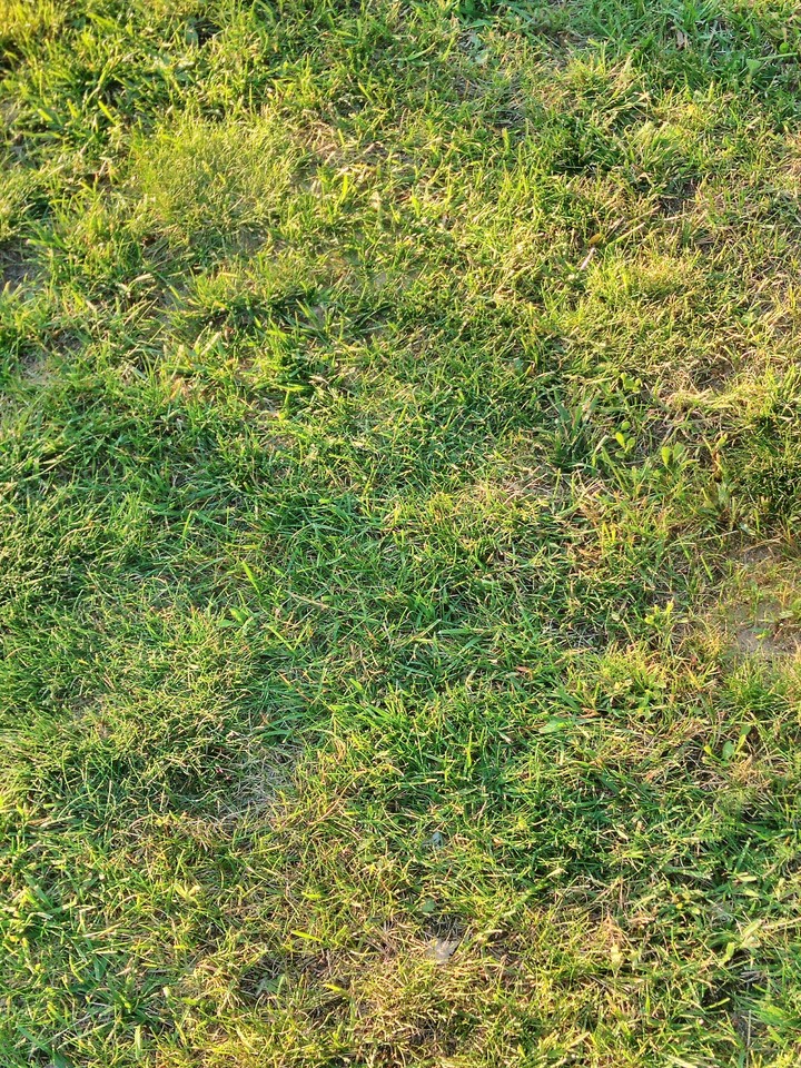 summer grass