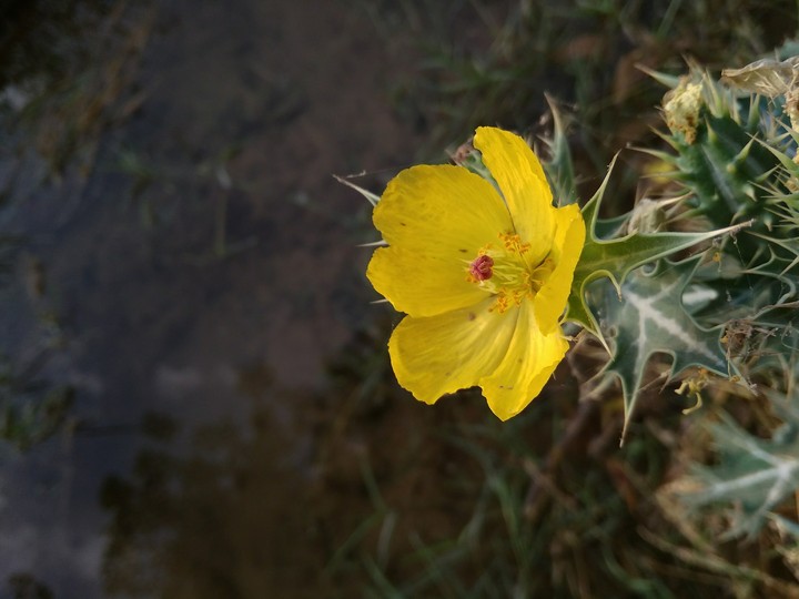 cactus flower