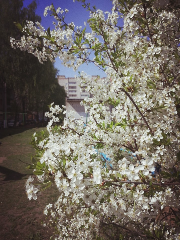 весна