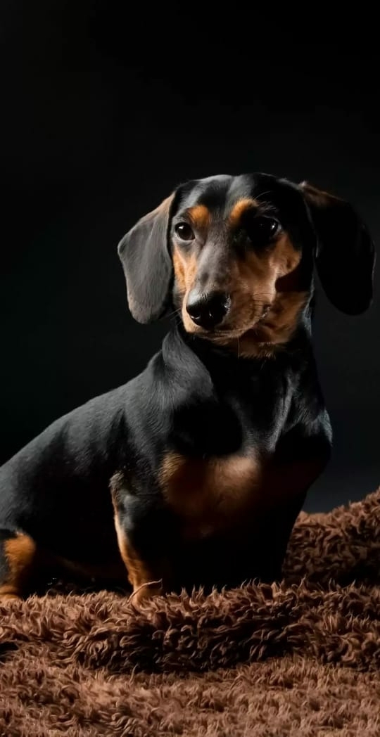 lovely dog