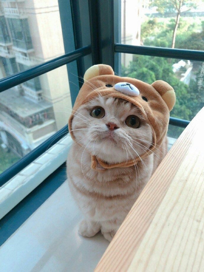 cute cat