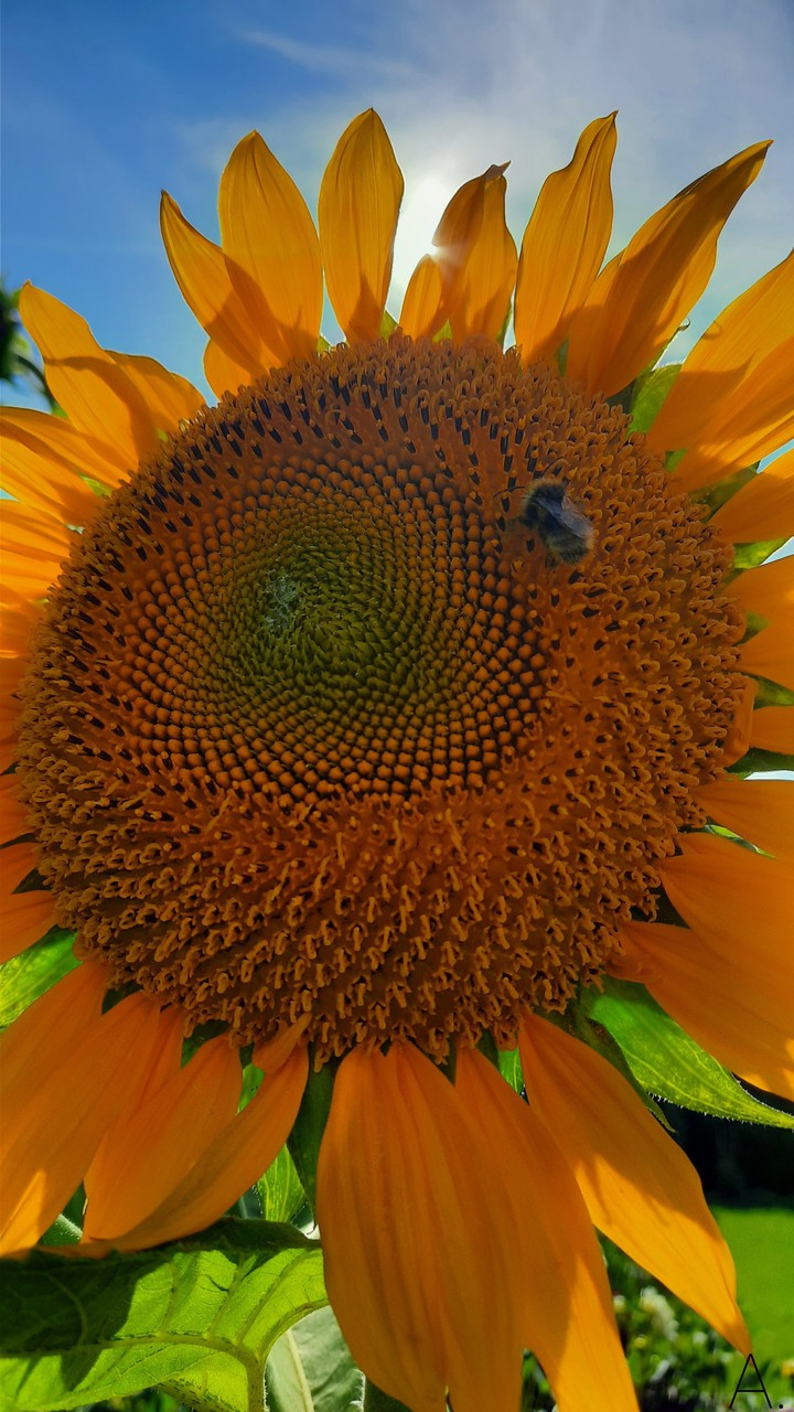 sunflower