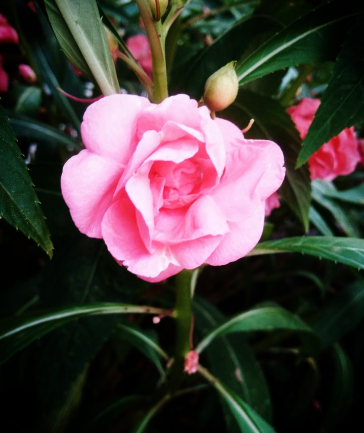china rose#rose