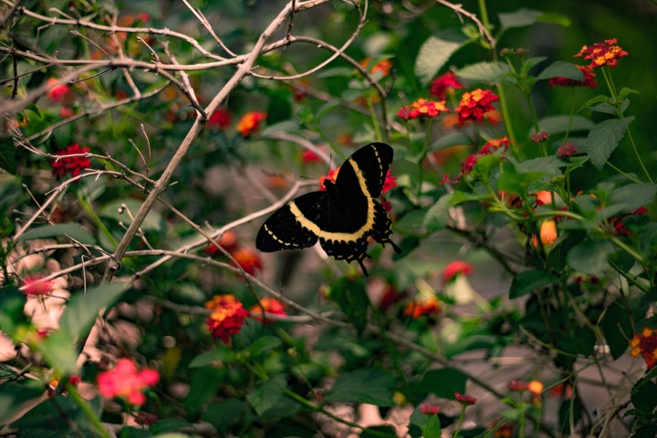 BUTTERFLY