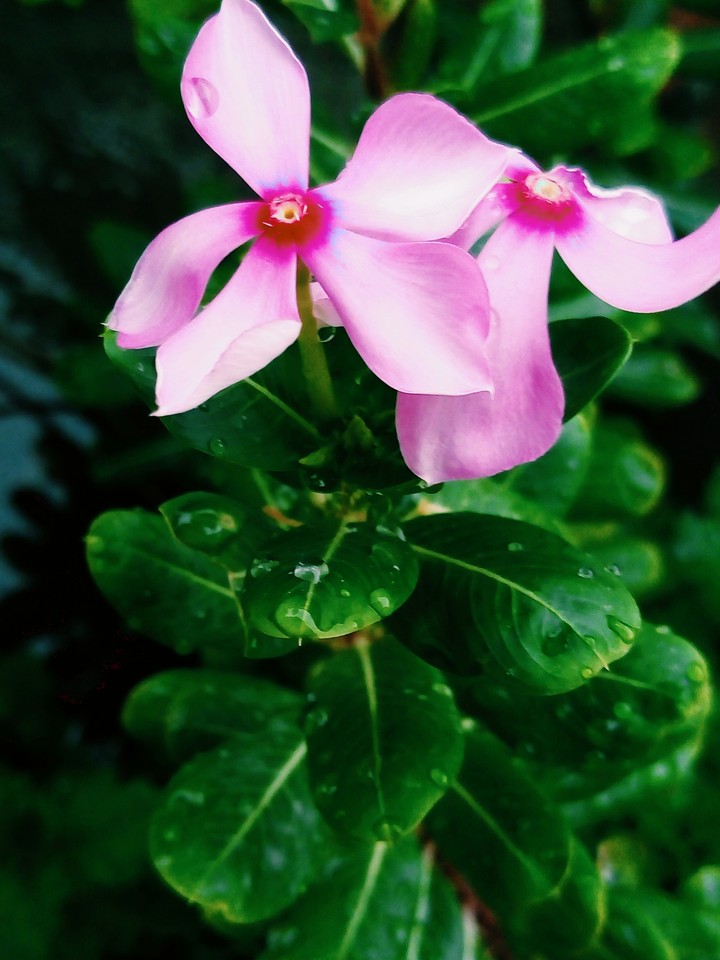 flower