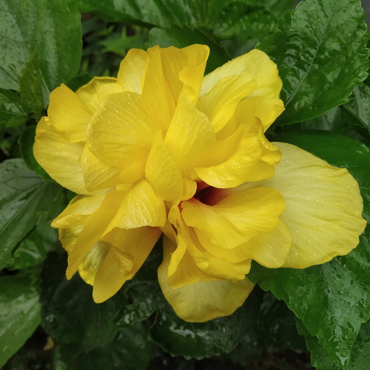 Hibiscus