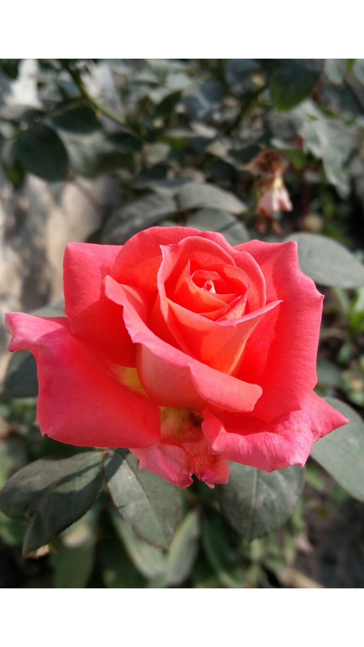 Be My Valentine