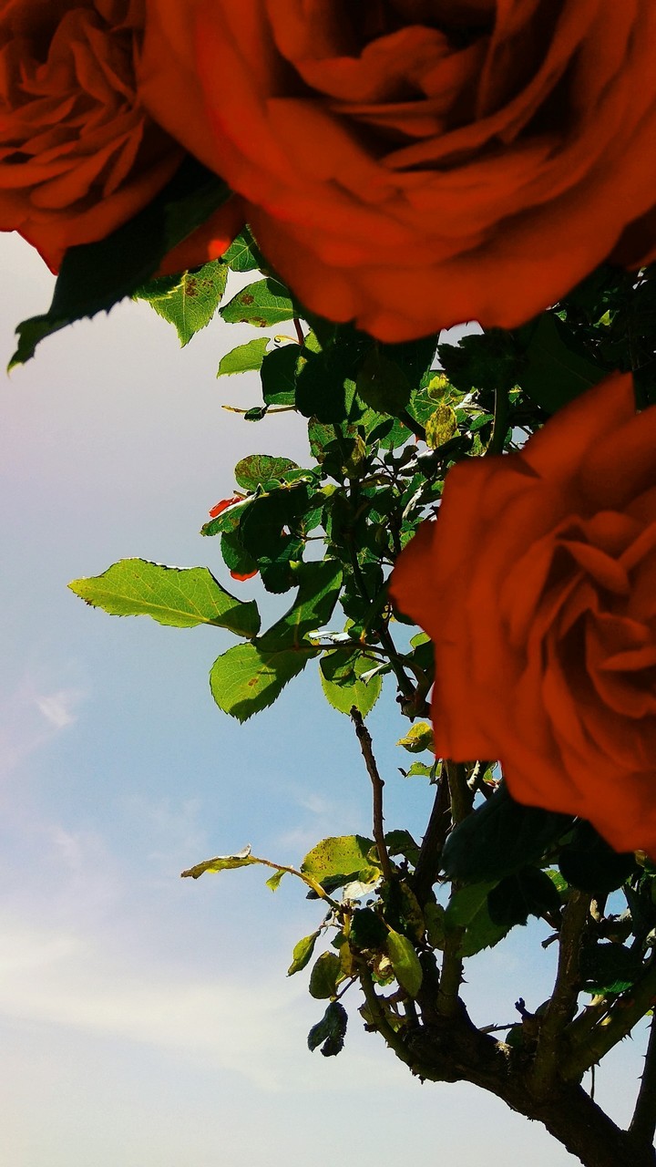 red roses