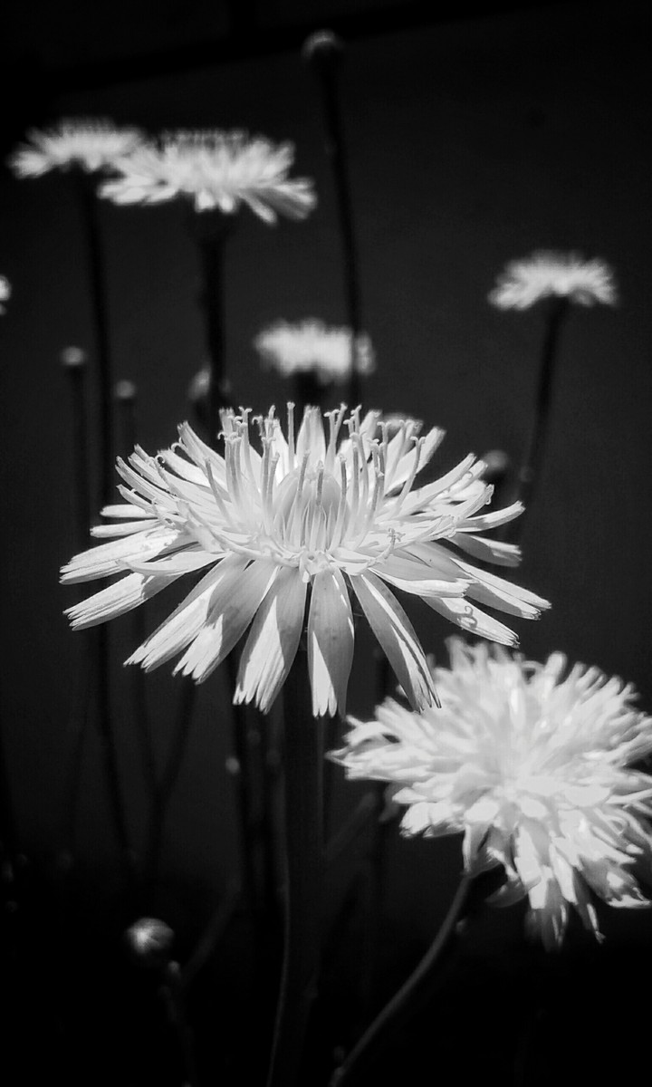 flores en Blanco & Negro