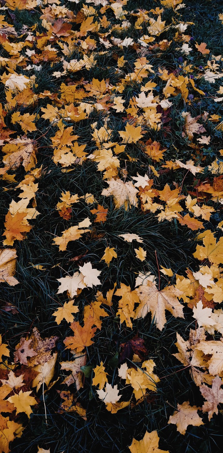 autumn melancholy