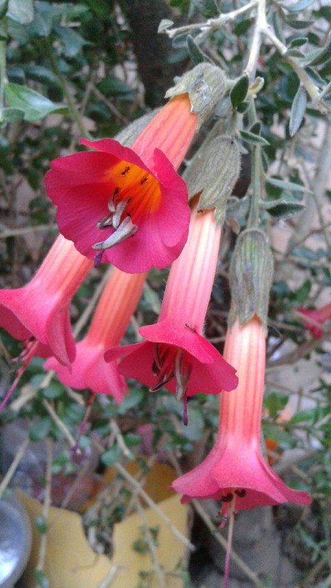 plant, flora Hintergrundbilder