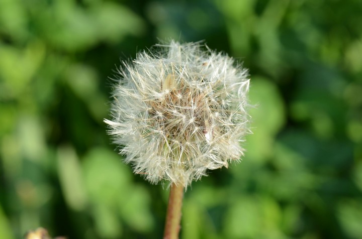 dandelion