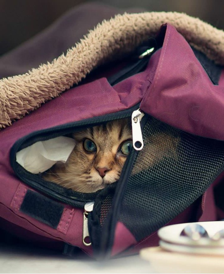 cat