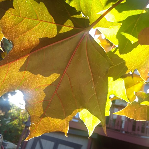 maple leaves just before fall comes