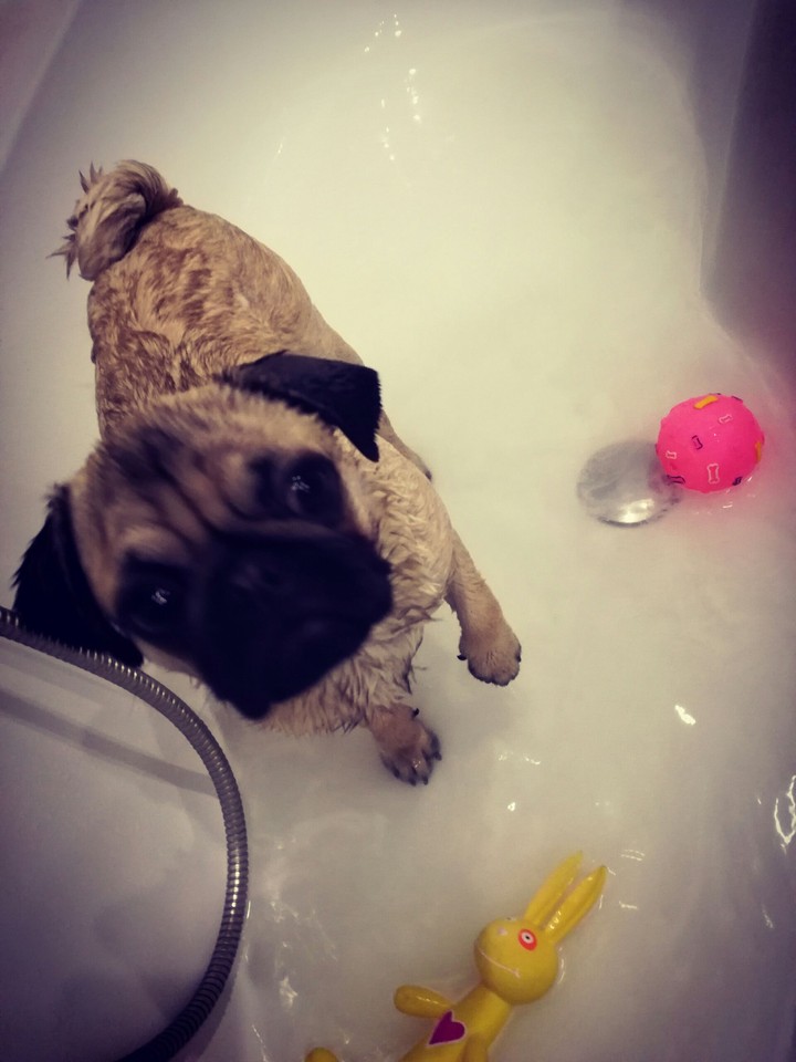 Pug in the Water