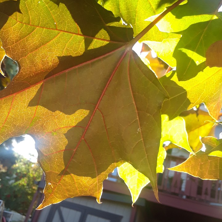 maple leaves just before fall comes