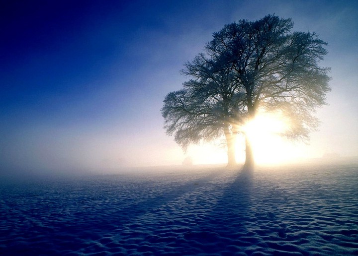 Baum