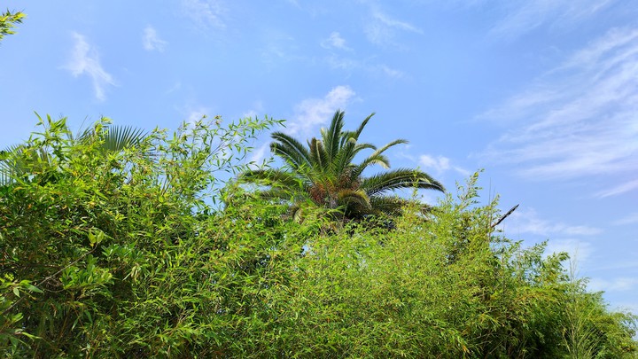 Nature