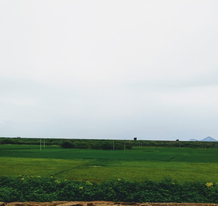 Green fields