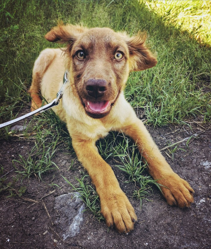 dog
