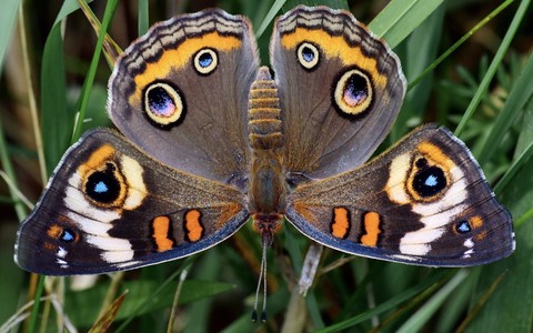 шпалери closeup, butterfly