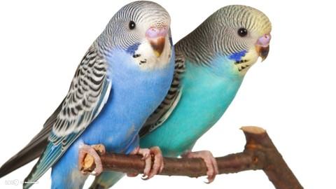 parrot