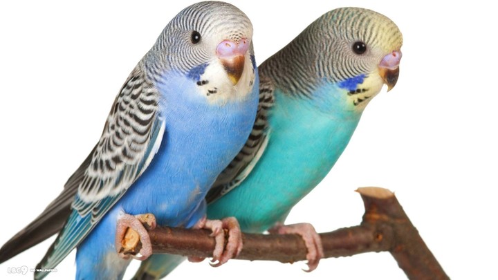 parrot