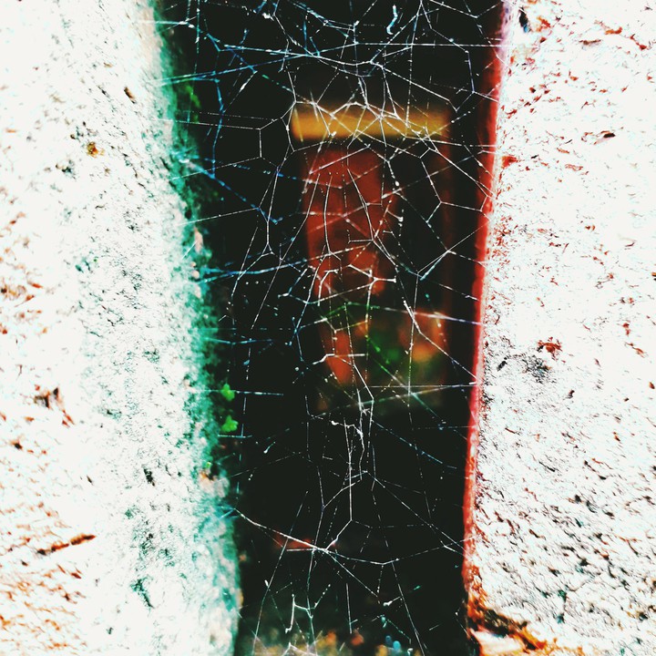 spider web