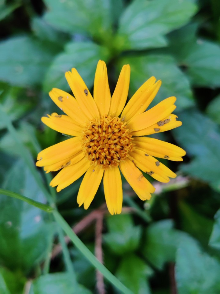yellow flower