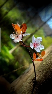 Flower is another name for love