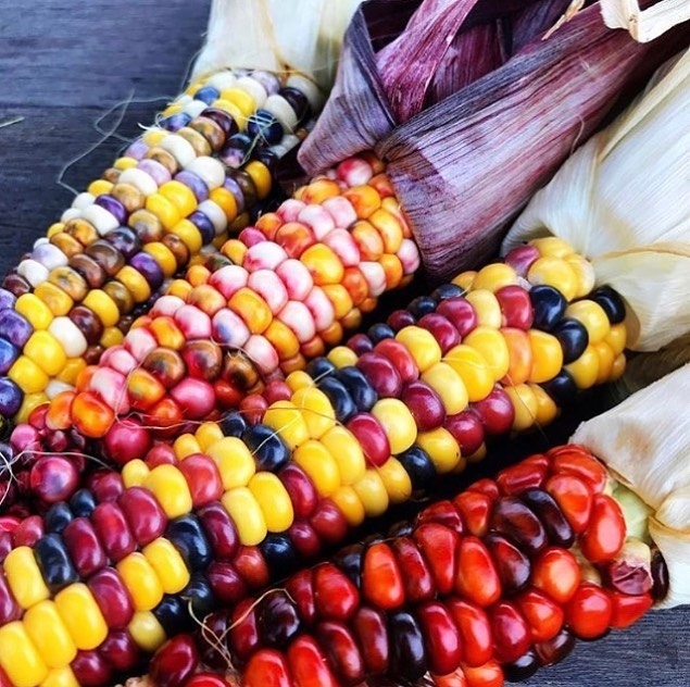 corn