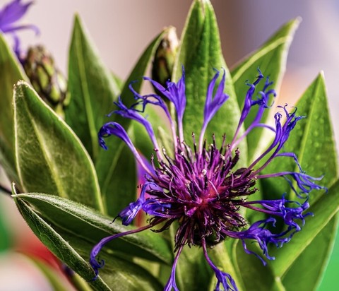 papéis de parede blue, Close-up