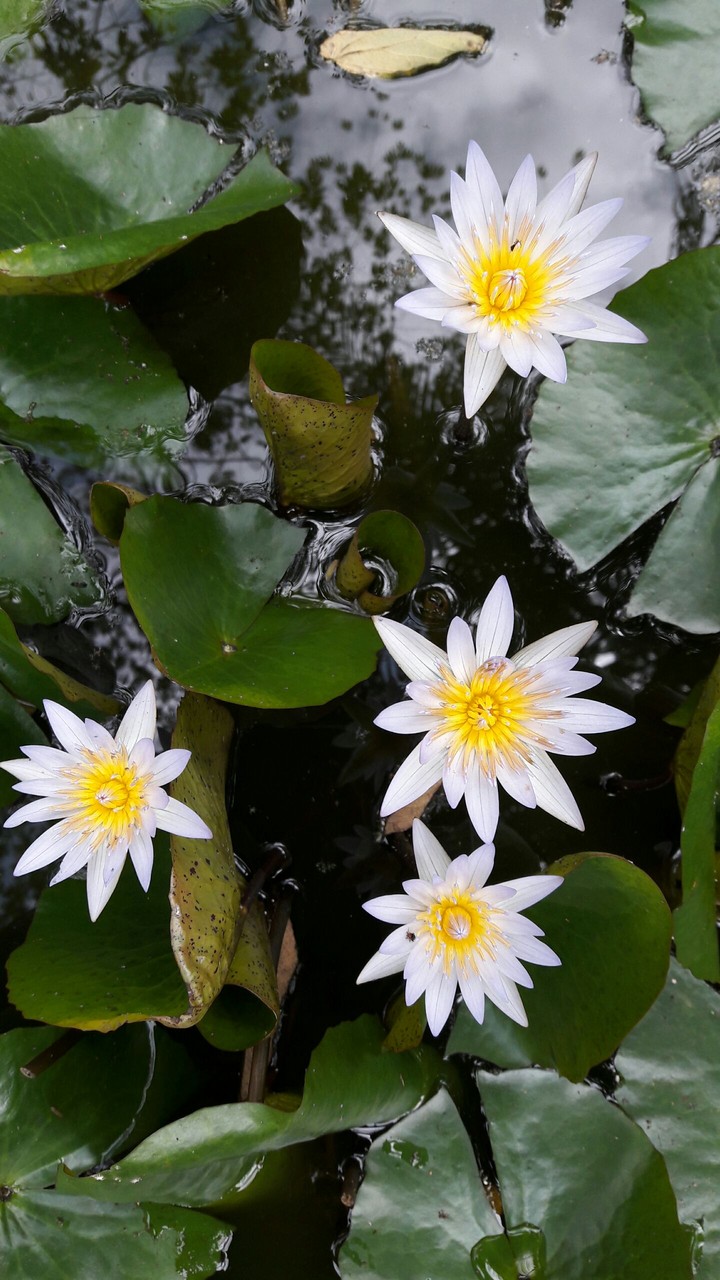 Lotus moods