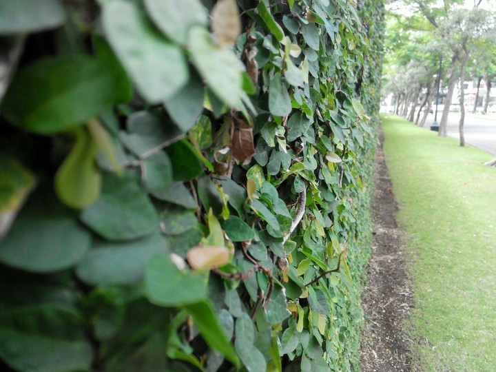 green wall