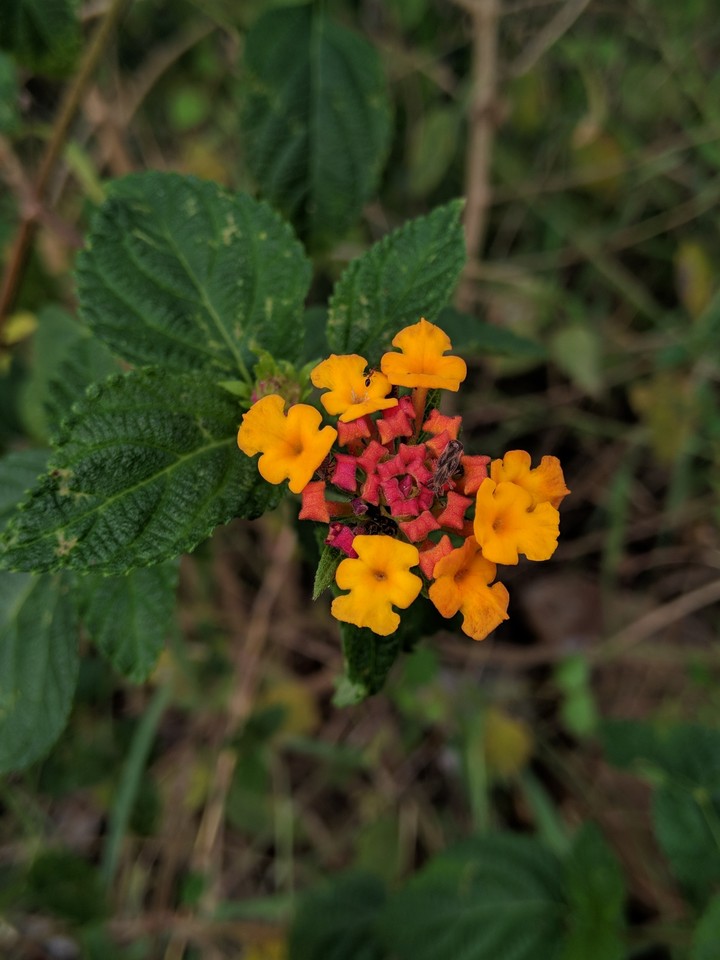 FLOWER