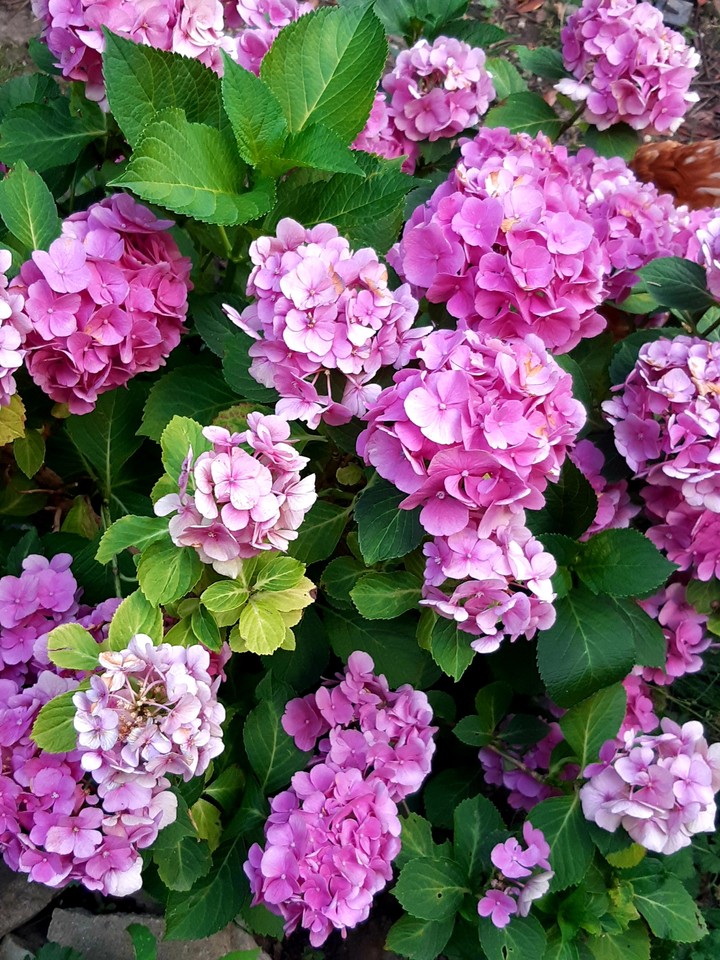 Blumen
