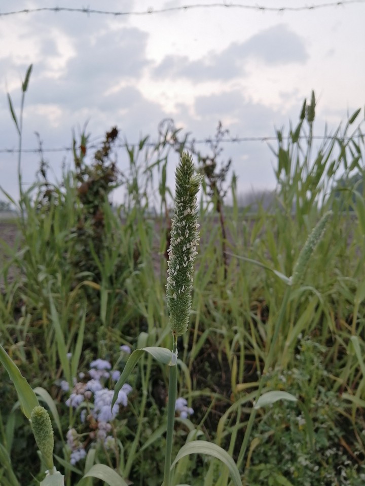 grass
