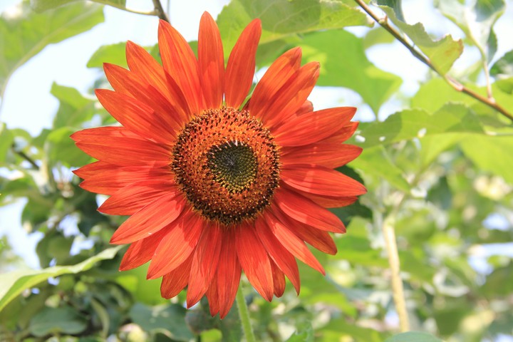Sunflower