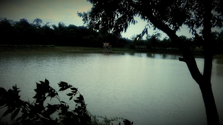 my pond