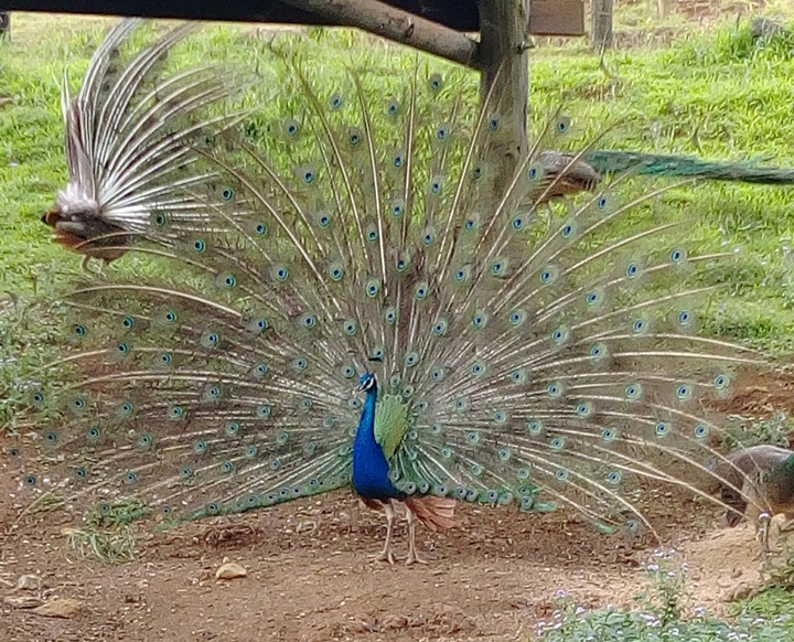 Peacock