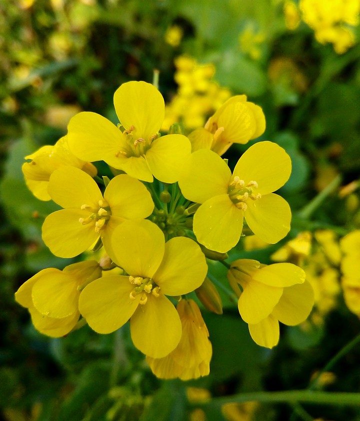 mustards flower
